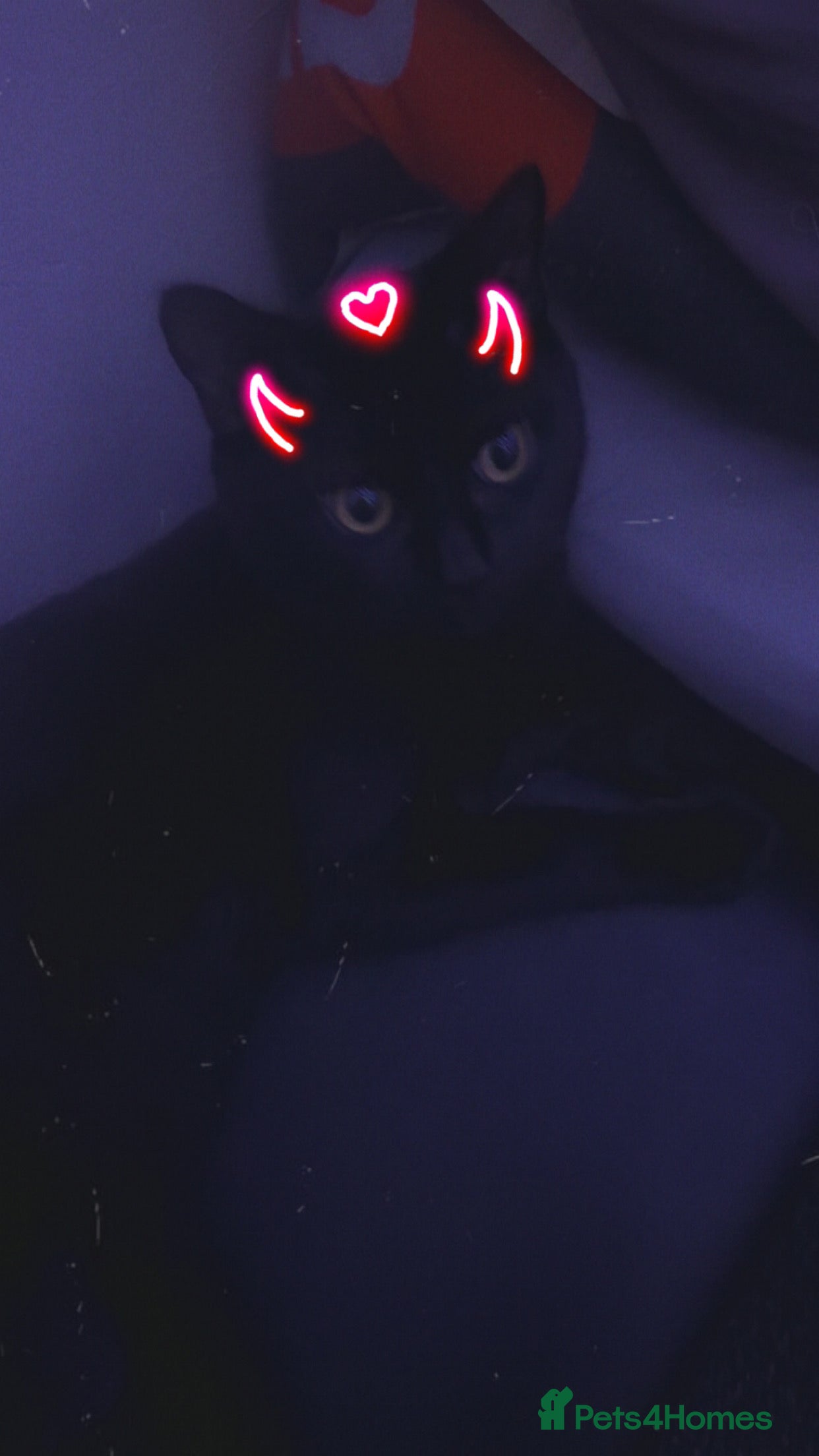 British Shorthair cats Cats for adoption  in Milton Keynes - Advert 1