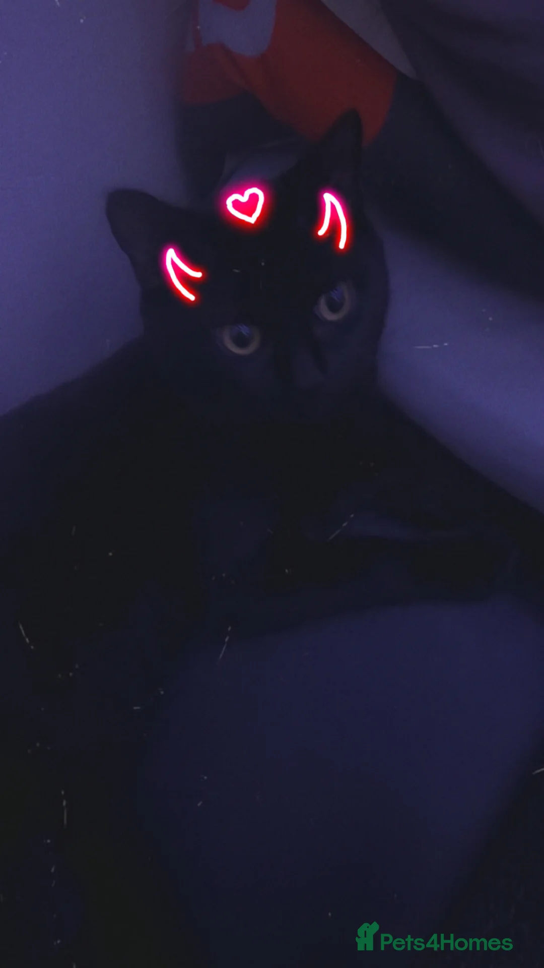 British Shorthair cats for sale: Cats for adoption  in Milton Keynes - Advert 1