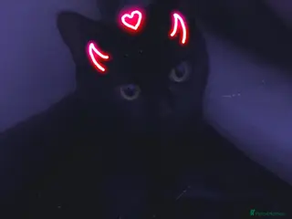 British Shorthair cats Cats for adoption in Milton Keynes - Advert 1