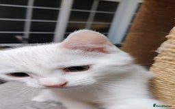 Mixed Breed cats for sale: Purr-fect White Kittens - Image 10
