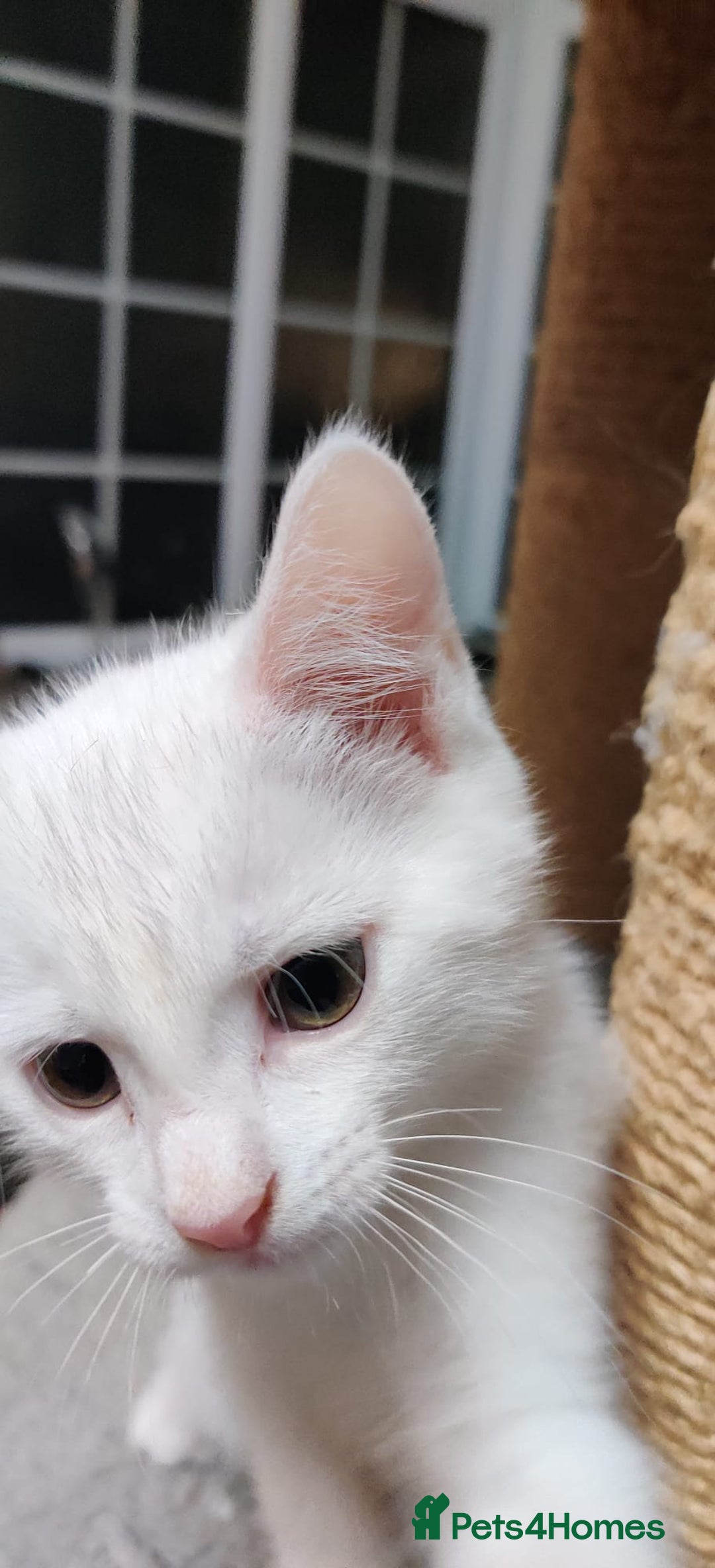 Mixed Breed cats for sale: Purr-fect White Kittens - Image 10