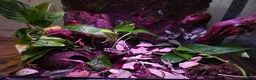 Frog reptiles for sale: Established 45cm Exo Terra Bioactive vivarium  - Advert 4