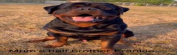 Rottweiler dogs for sale:     Premium KC Registered Rottweilers - Advert 16