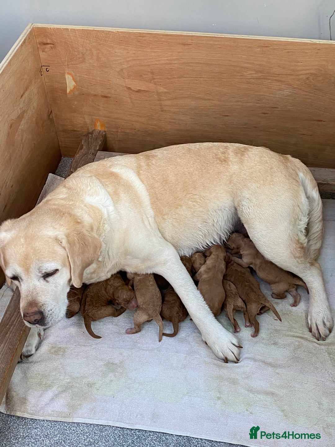 Labradoodle dogs for sale: F1 Red Miniature Labradoodles  - Advert 2