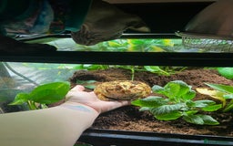 Frog reptiles for sale: Female Pac-Man frog - Image 16