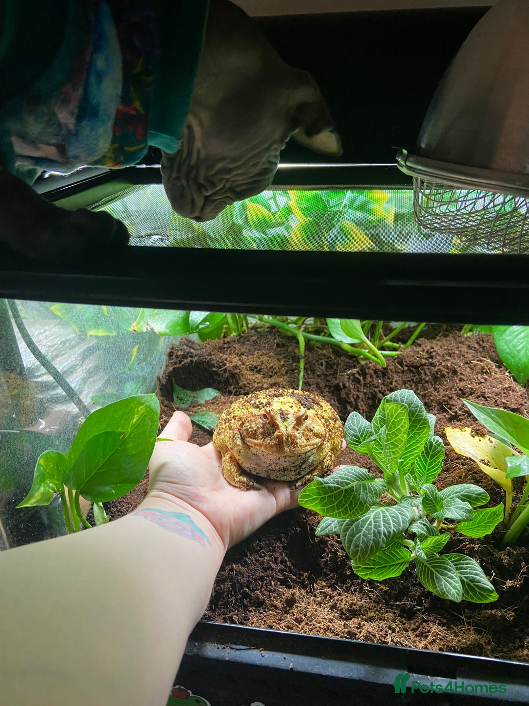 Frog reptiles for sale: Female Pac-Man frog - Image 16