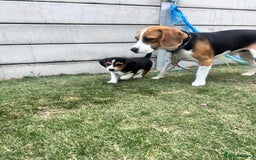 Beagle dogs for sale: beautiful purebred beagle puppies! - Image 5