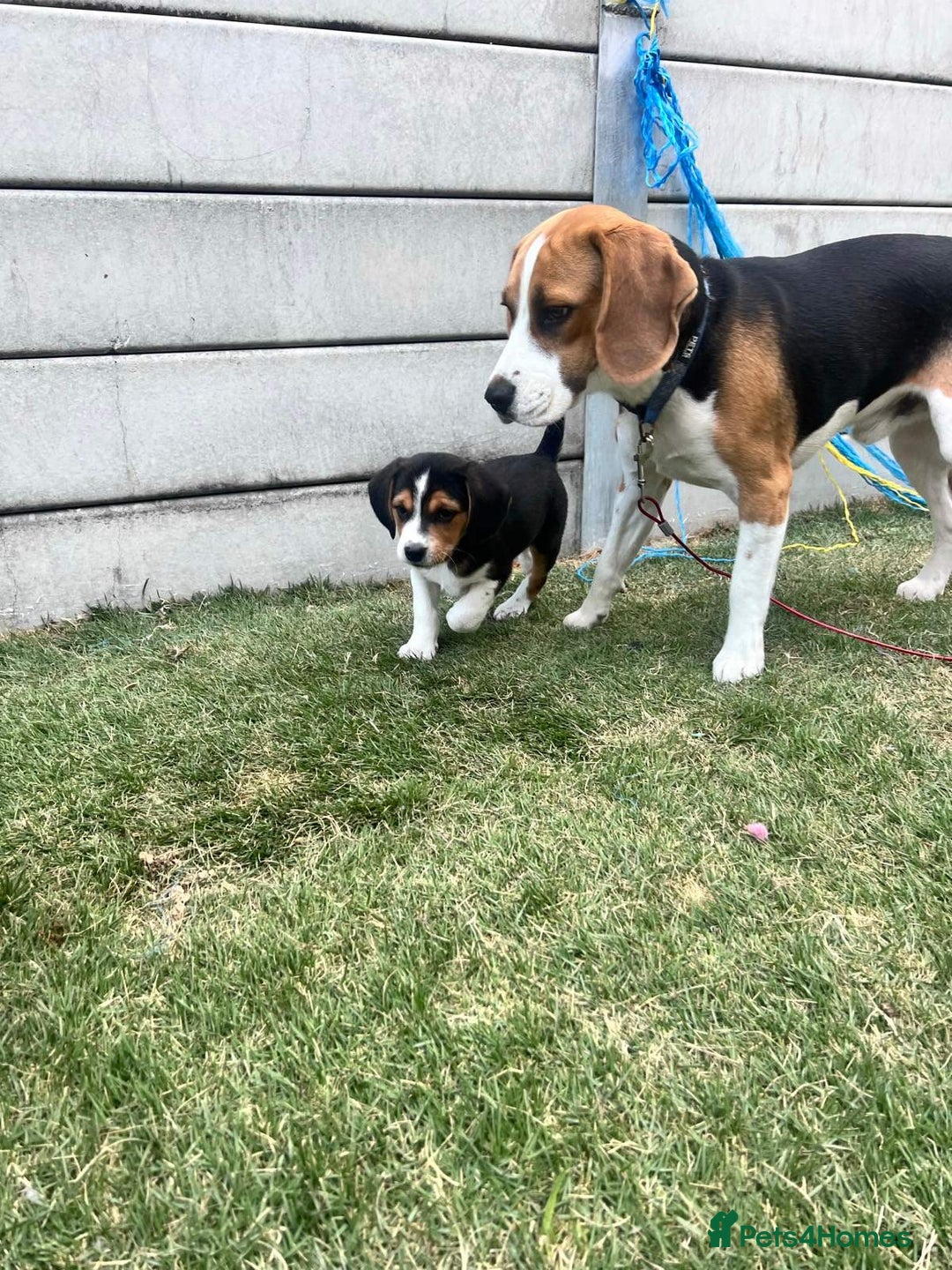 Beagle dogs for sale: beautiful purebred beagle puppies! - Image 5