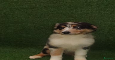 Australian Shepherd dogs Australia shepherd Kc puppies TWO LEFT  - Advert 3