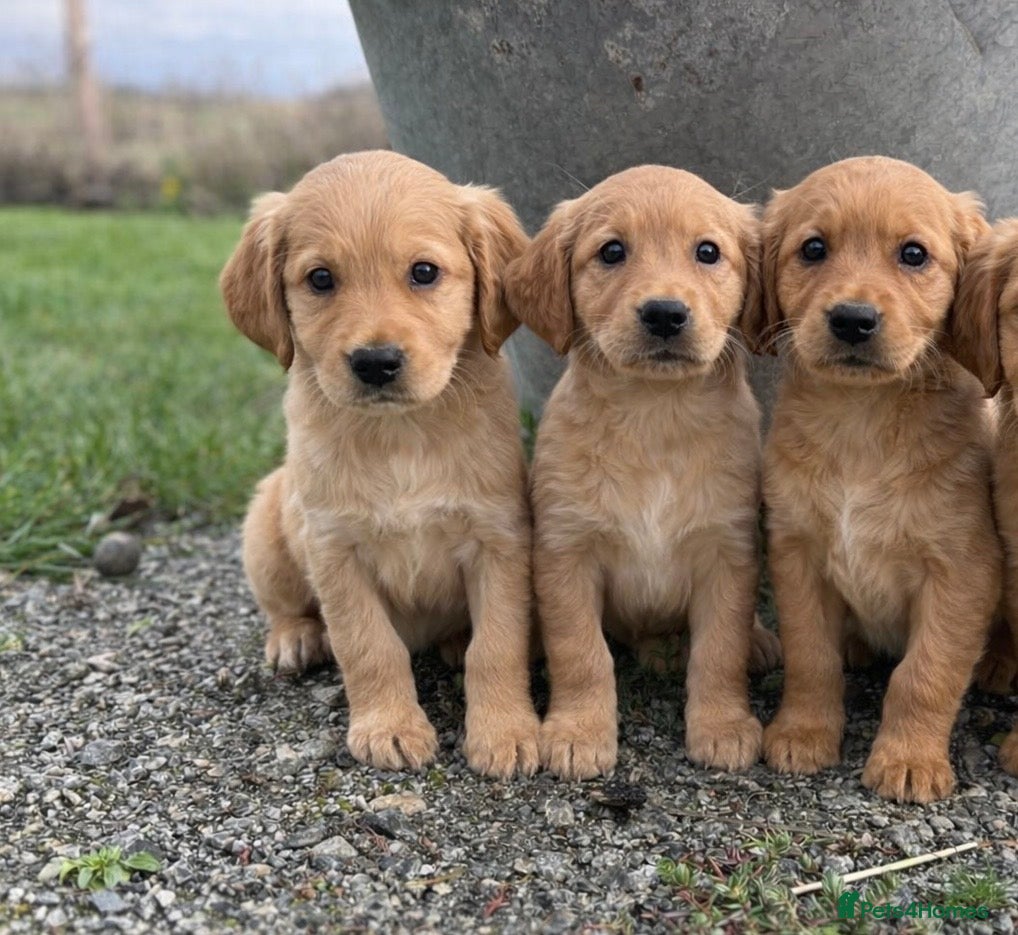 Golden Retriever dogs Stunning KC working golden retriever puppies - Advert 3