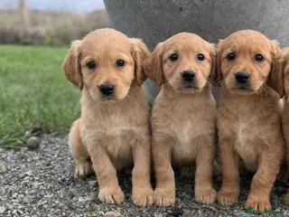 Golden Retriever dogs Stunning KC working golden retriever puppies - Advert 3