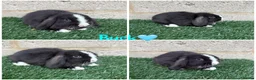 Mini Lop rabbits for sale: Pure breed mini lop male and female  - Advert 6