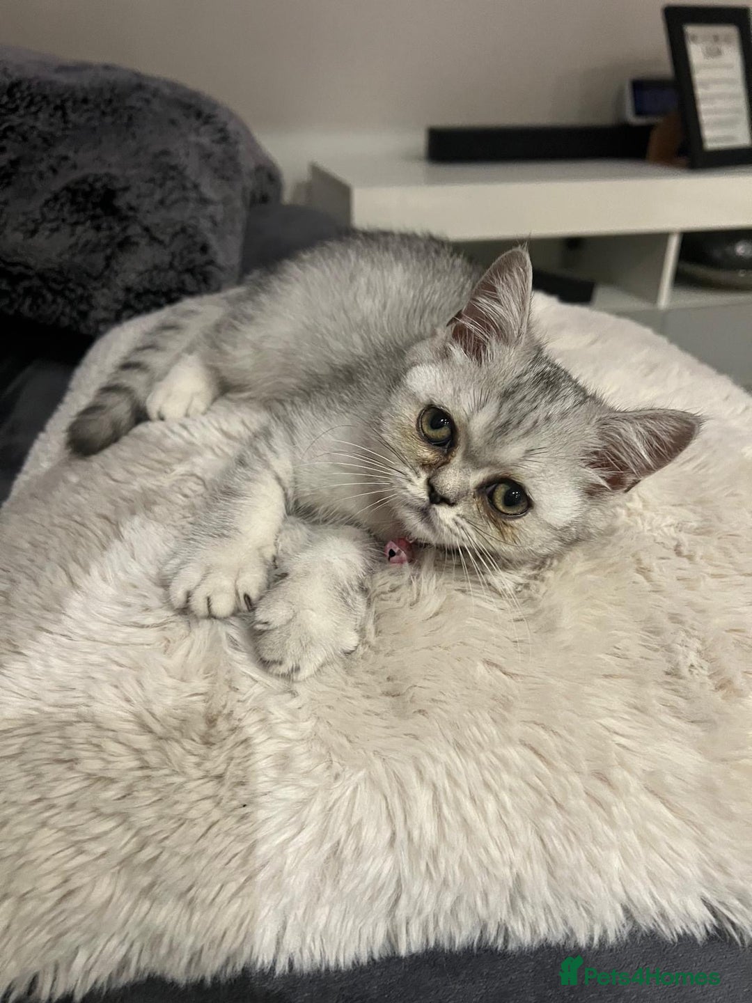 Scottish Fold cats for sale: Kittens scottish fold & Himalayan Persian mix  - Image 3