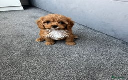 Cavapoo dogs for sale: Stunning F1 Cavapoos kc reg parents  - Image 18