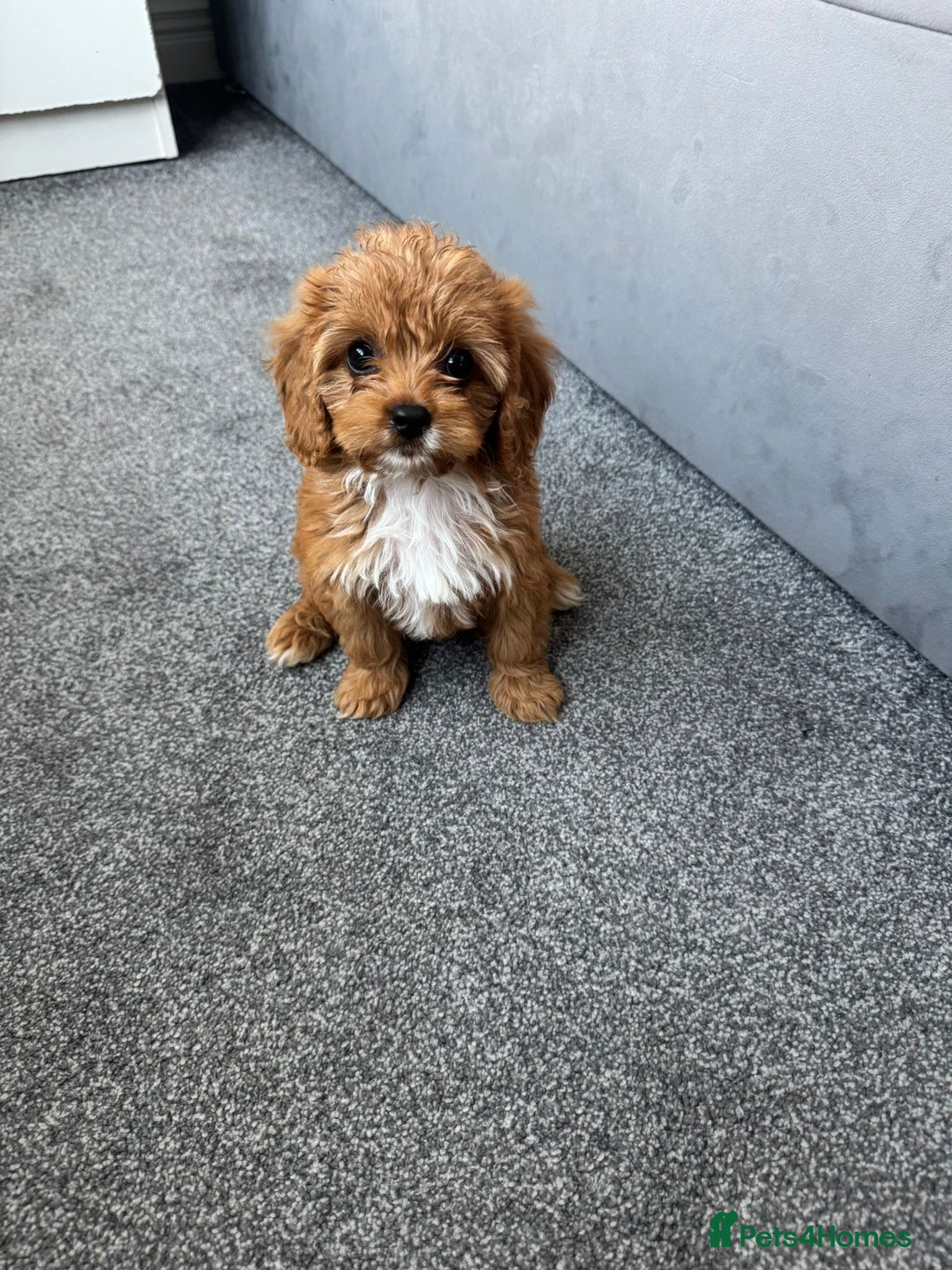 Cavapoo dogs for sale: Stunning F1 Cavapoos kc reg parents  - Image 18