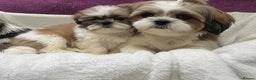 Shih Tzu dogs for sale: Shih Tzu puppy's - Advert 15