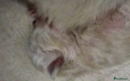 Birman cats for sale: Birman kittens  - Image 6