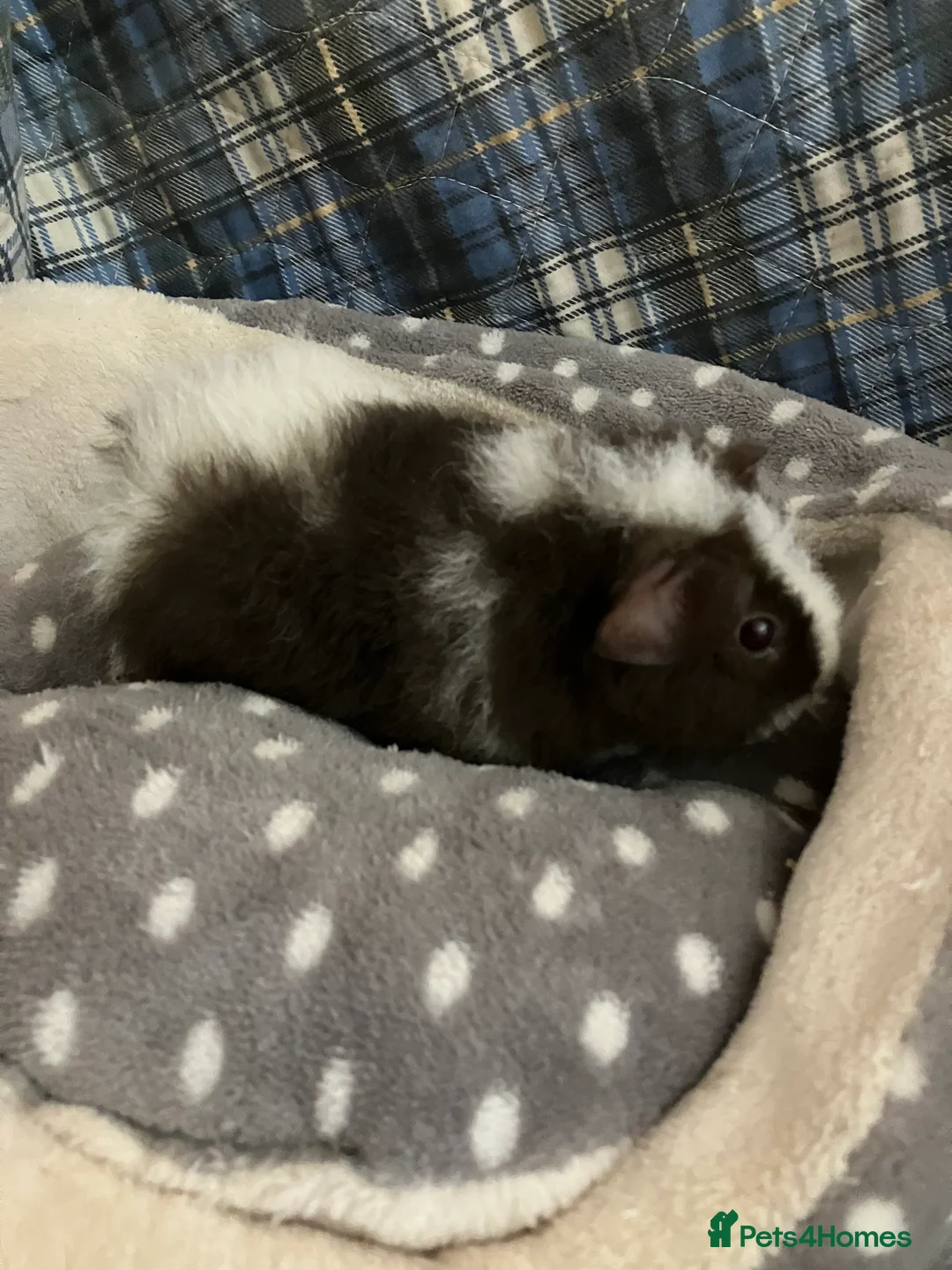 Guinea Pig rodents for sale: Lots of lovely baby boys  - Advert 14