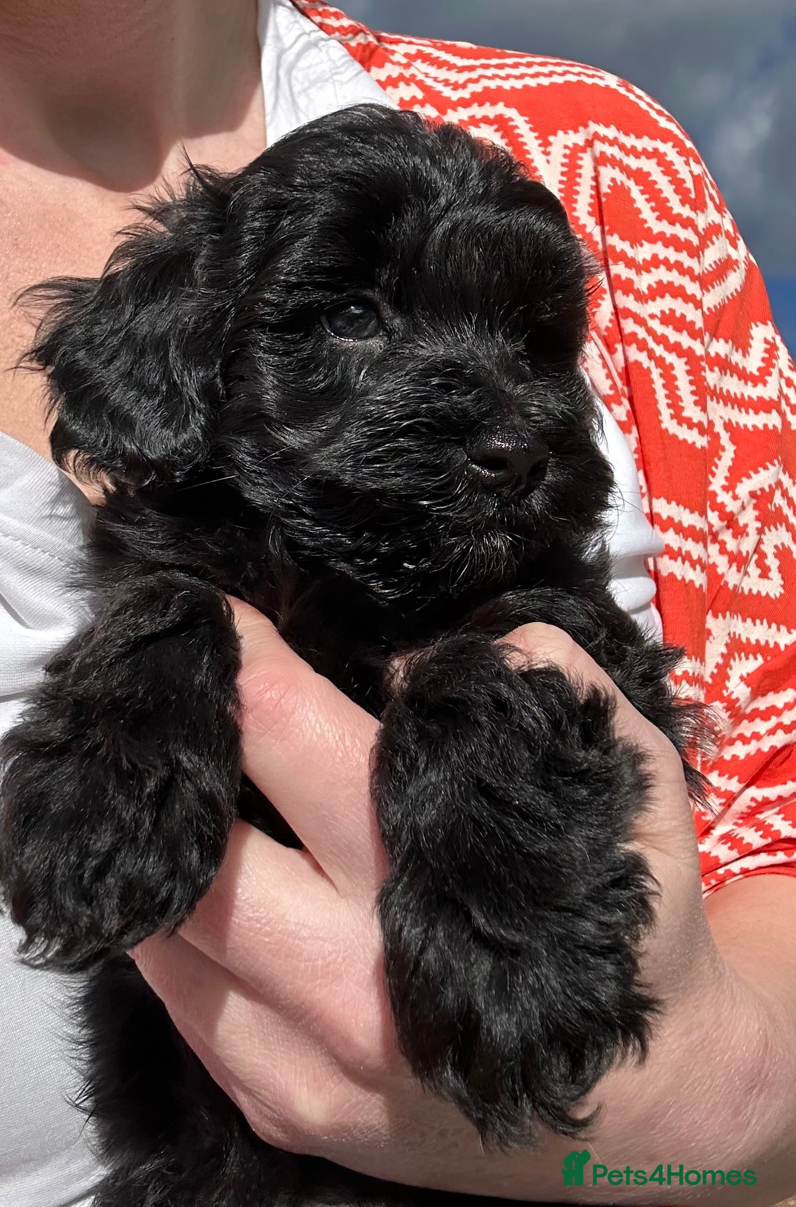 Maltipoo dogs Merle. Champagne, black pups Fully health tested - Advert 7