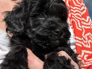 Maltipoo dogs Merle. Champagne, black pups Fully health tested - Advert 7