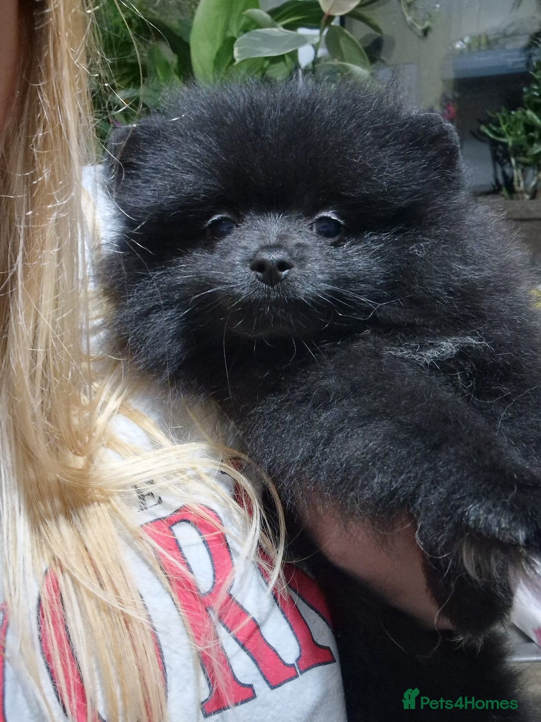 Pomeranian dogs for sale: Last boy left teddy bear face  - Advert 18