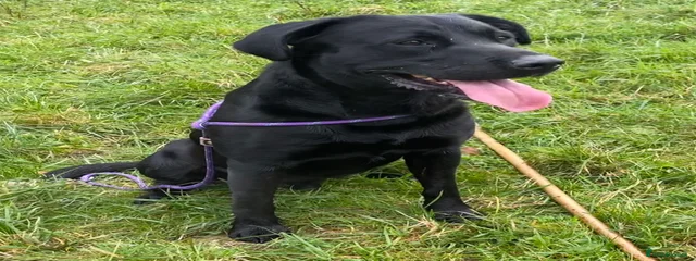 Arcklebear Dunclent (Stanley)