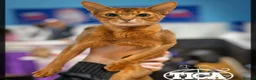 Abyssinian cats for sale: 🩵🩵Boy🩵🩵 show class kitten 🐾 - Advert 4