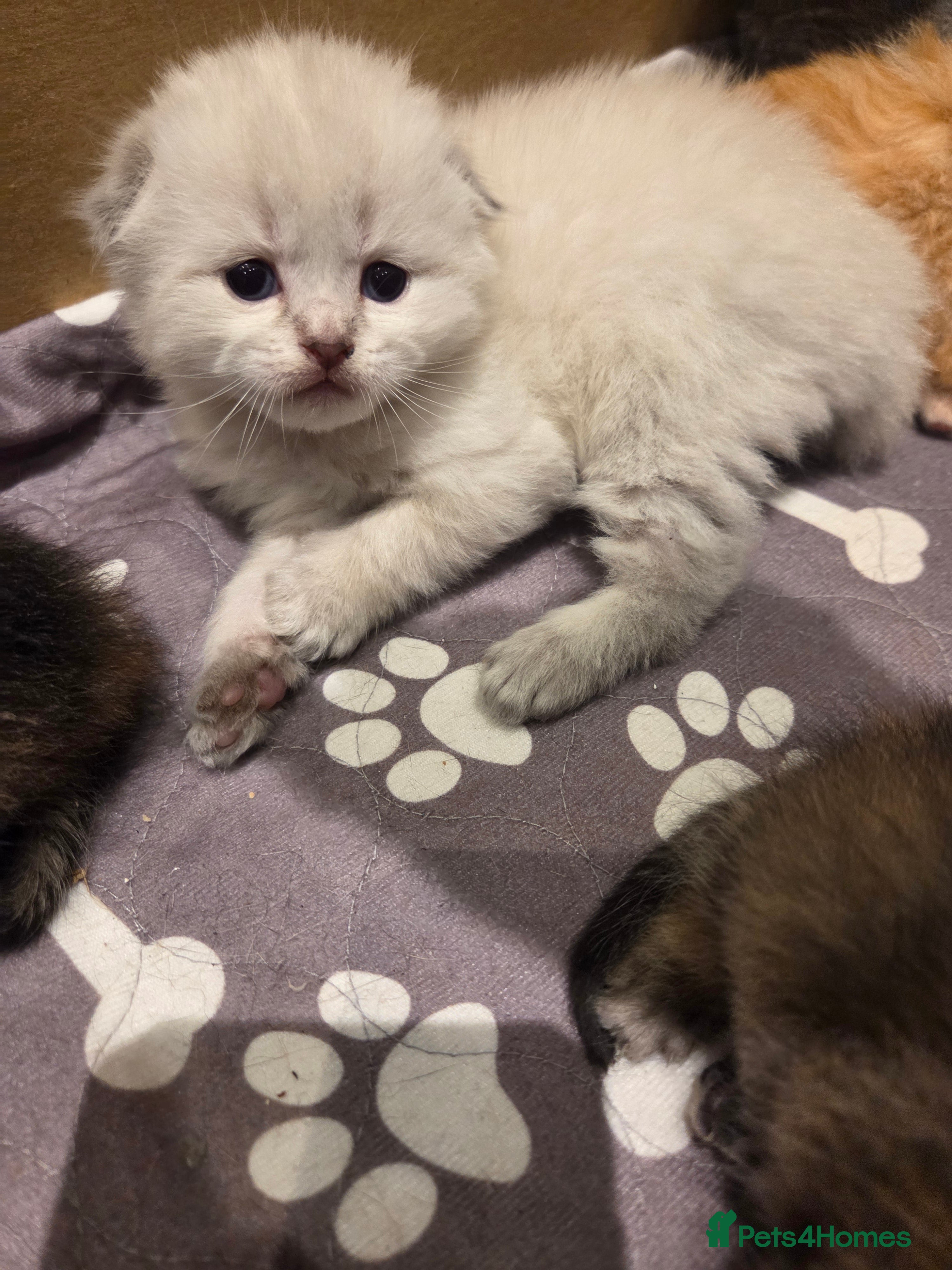 Scottish Fold cats Scottish Folds - Advert 14