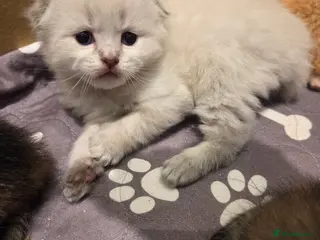 Scottish Fold cats Scottish Folds - Advert 14