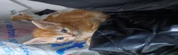 Mixed Breed cats for sale: Beautiful kittens - Advert 11