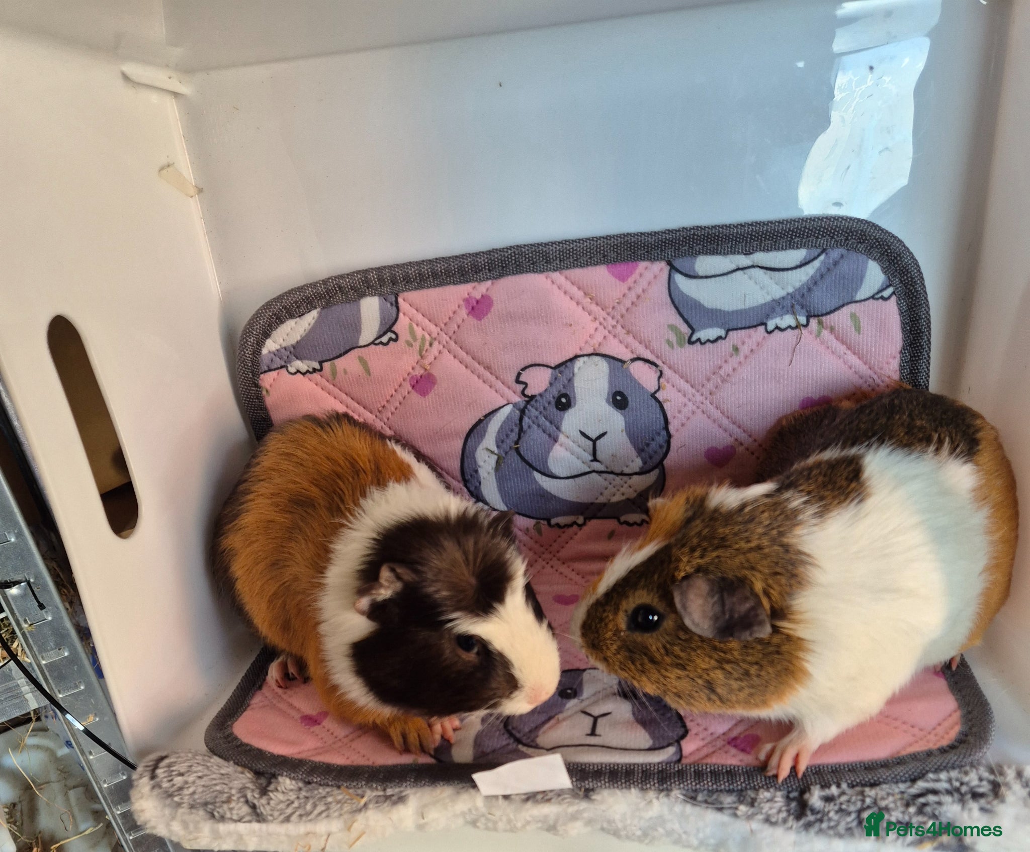 Guinea Pig rodents Baby Boar Brothers 12 weeks old - Advert 1