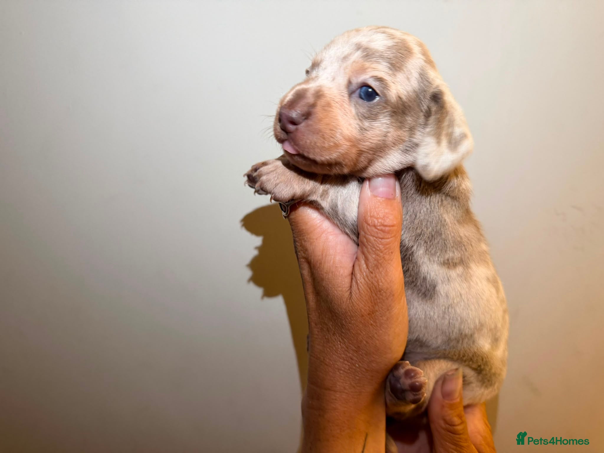 Miniature Dachshund dogs STUNNING KC MINIATURE DACHSHUNDS DAPPLE  - Advert 1