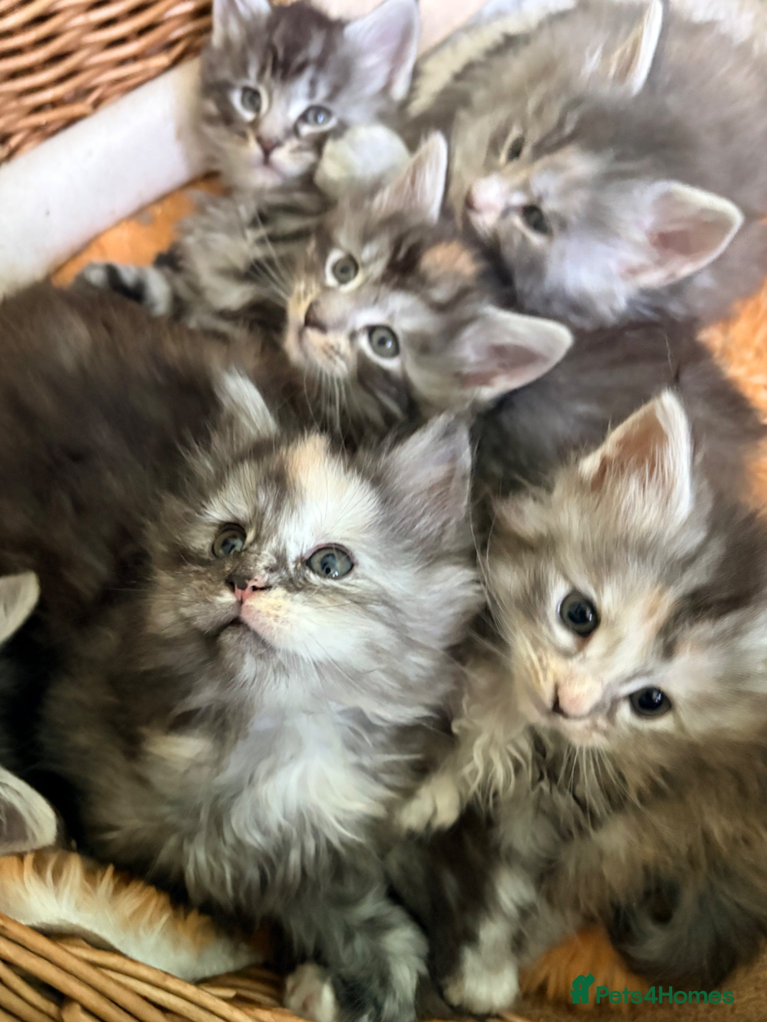Maine Coon cats Tica registered mainecoon kittens 6 kittens  - Advert 1