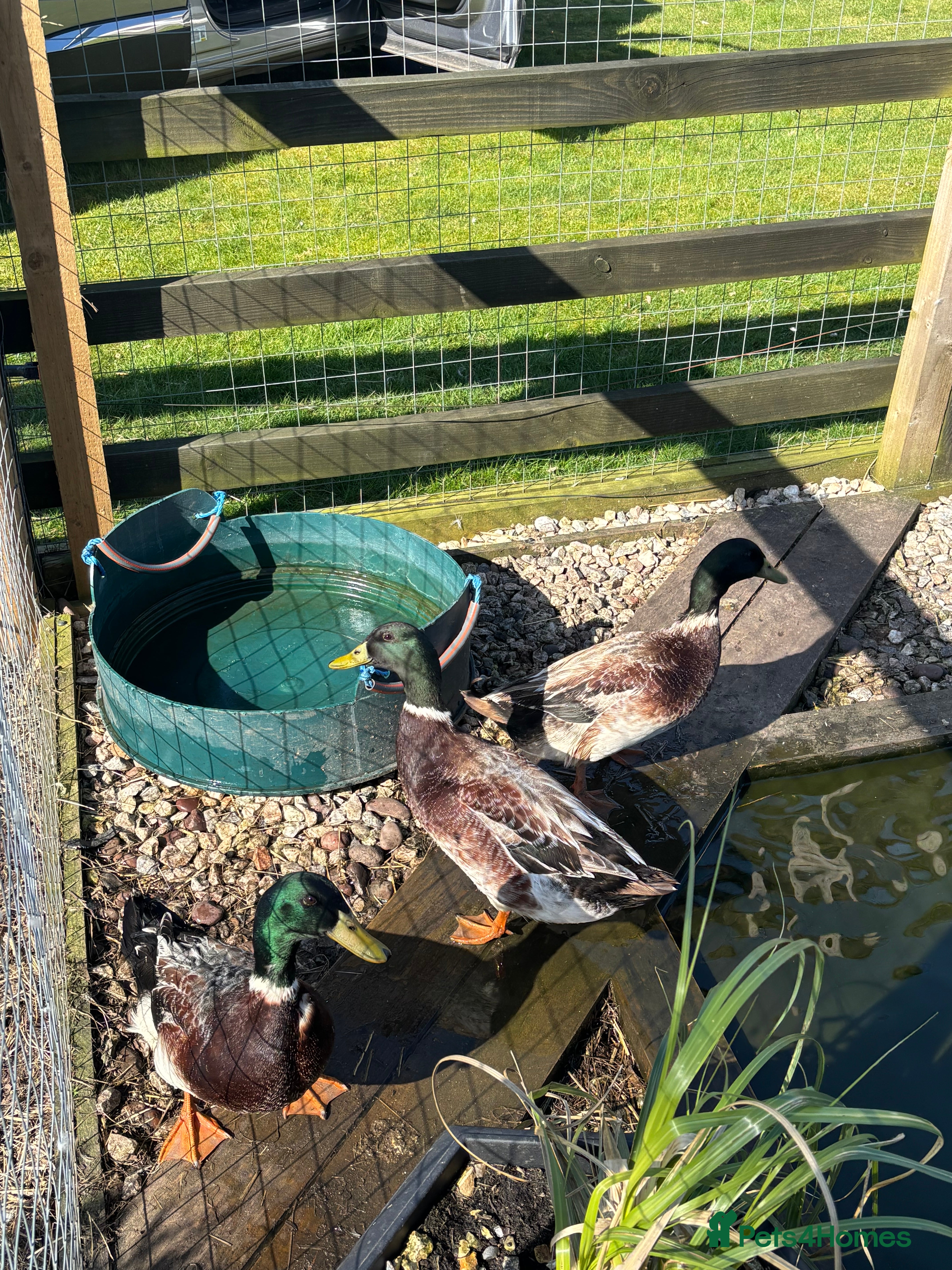 Ducks poultry Welsh harlequin breeding pairs  - Advert 1