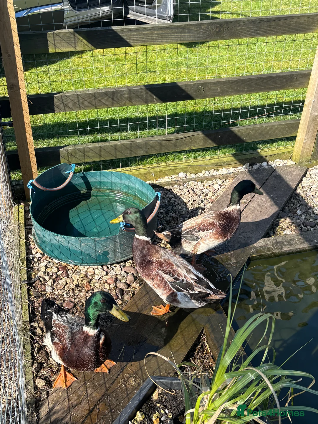 Ducks poultry for sale: Welsh harlequin breeding pairs  - Advert 1
