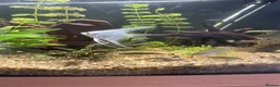 Angelfish fish for sale: Aquarium and fish for sale  in Hayling Island - Advert 5