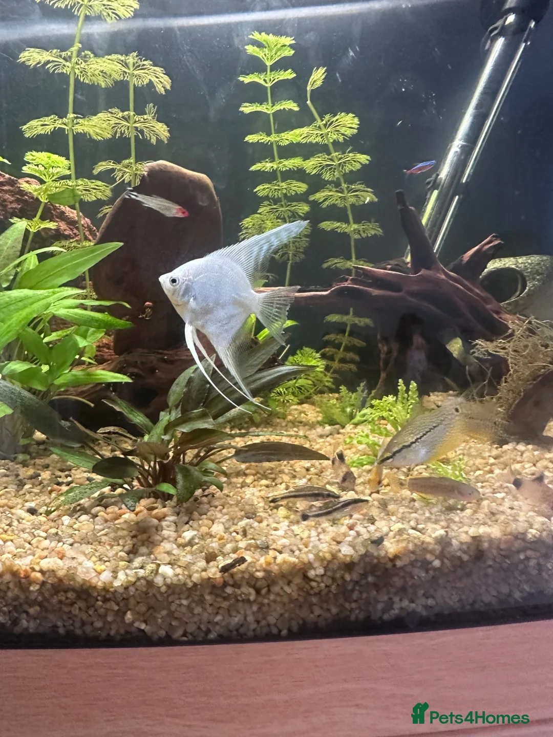 Angelfish fish for sale: Aquarium and fish for sale  in Hayling Island - Advert 5