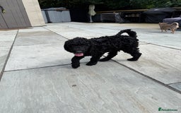 Labradoodle dogs for sale: Price reduced ready now Toy mini labradoodle f2bb  - Image 16