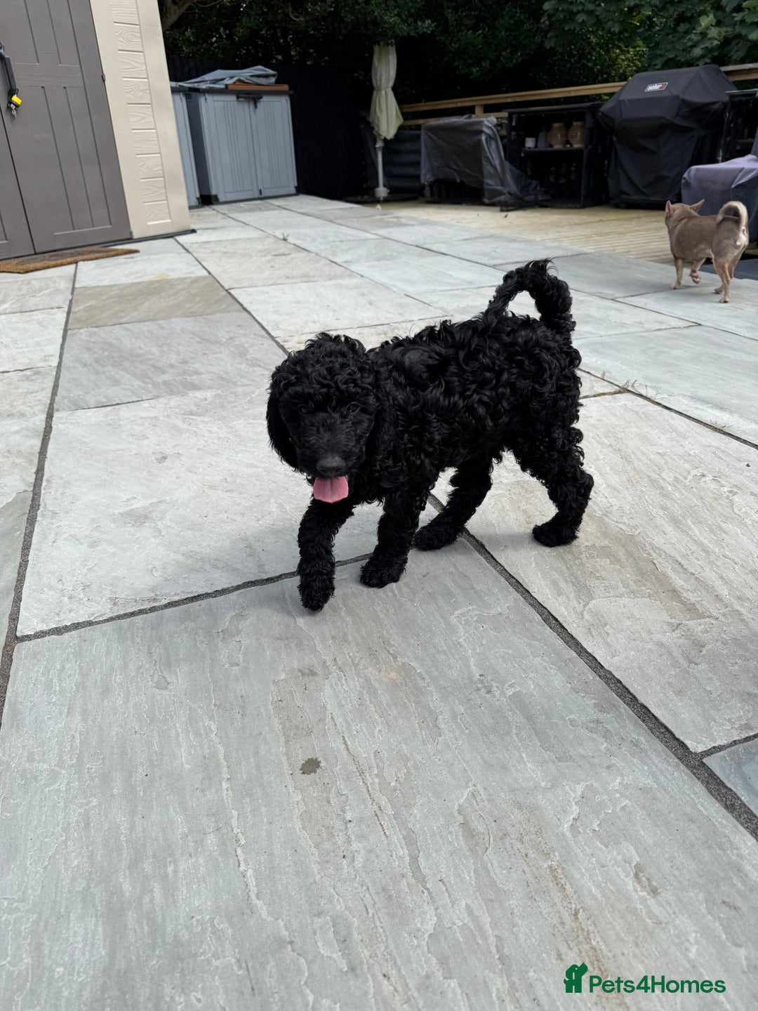 Labradoodle dogs for sale: Price reduced ready now Toy mini labradoodle f2bb  - Image 16