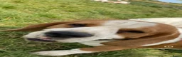 Beagle dogs for sale: kc reg pups ready NOVEMBER  - Advert 16