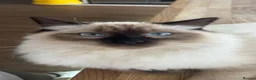 Mixed Breed cats for sale: Ragdoll cross ( mum full ragdoll dad half ragdoll) - Advert 8