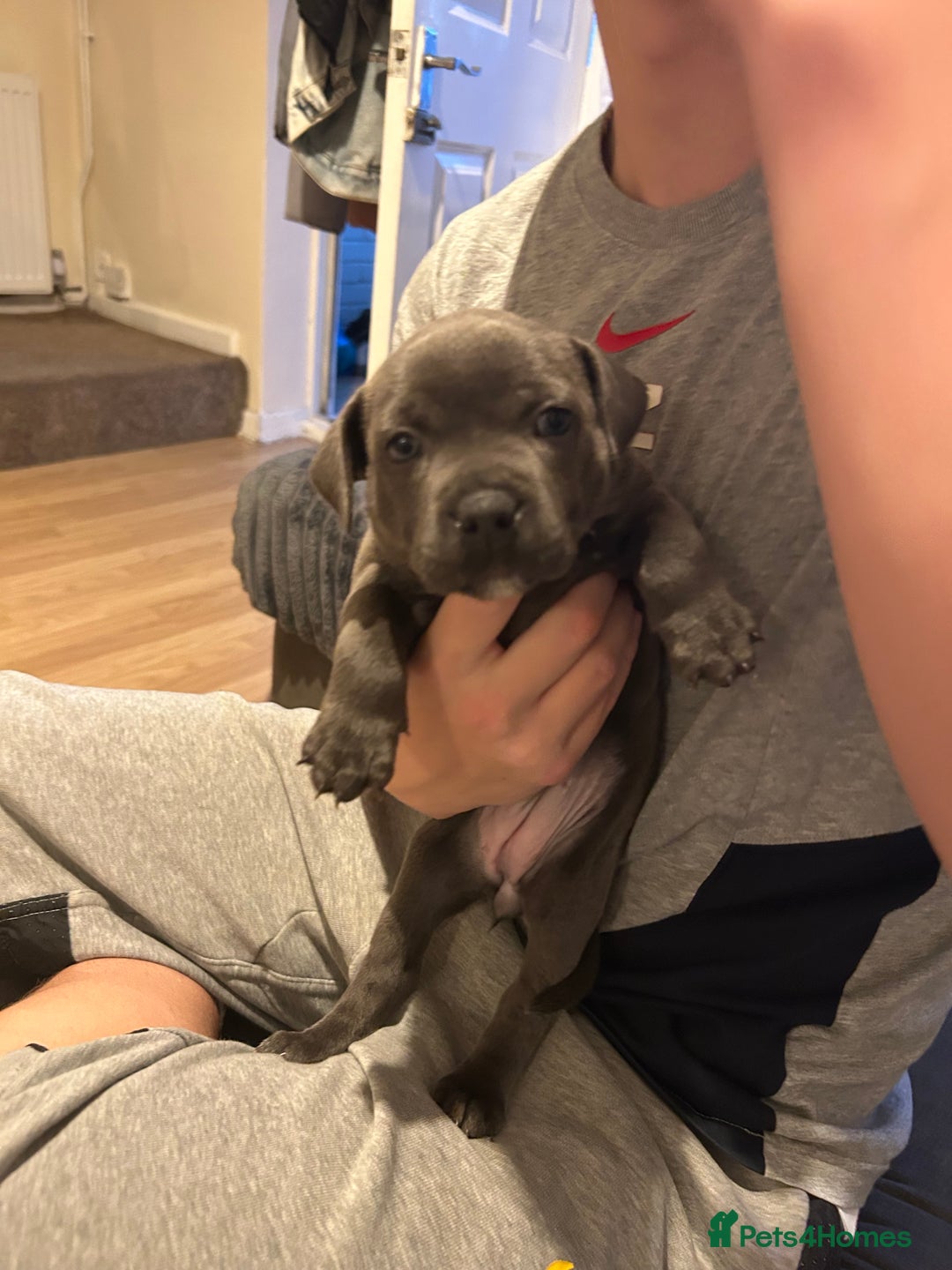 Staffordshire Bull Terrier dogs for sale: Beautiful blue Staffordshire puppies for sale 🐾 - Image 9