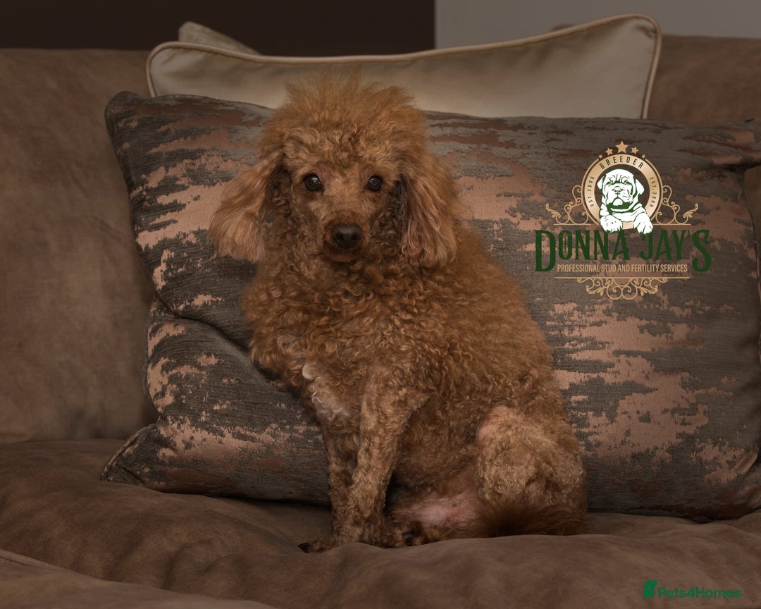 Poodle dogs for stud: Donnajays  5* PROVEN, HEALTH TESTED & PROFESSIONAL in Stafford - Image 1