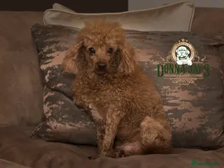 Poodle dogs Donnajays 5* PROVEN, HEALTH TESTED & PROFESSIONAL in Stafford - Advert 3