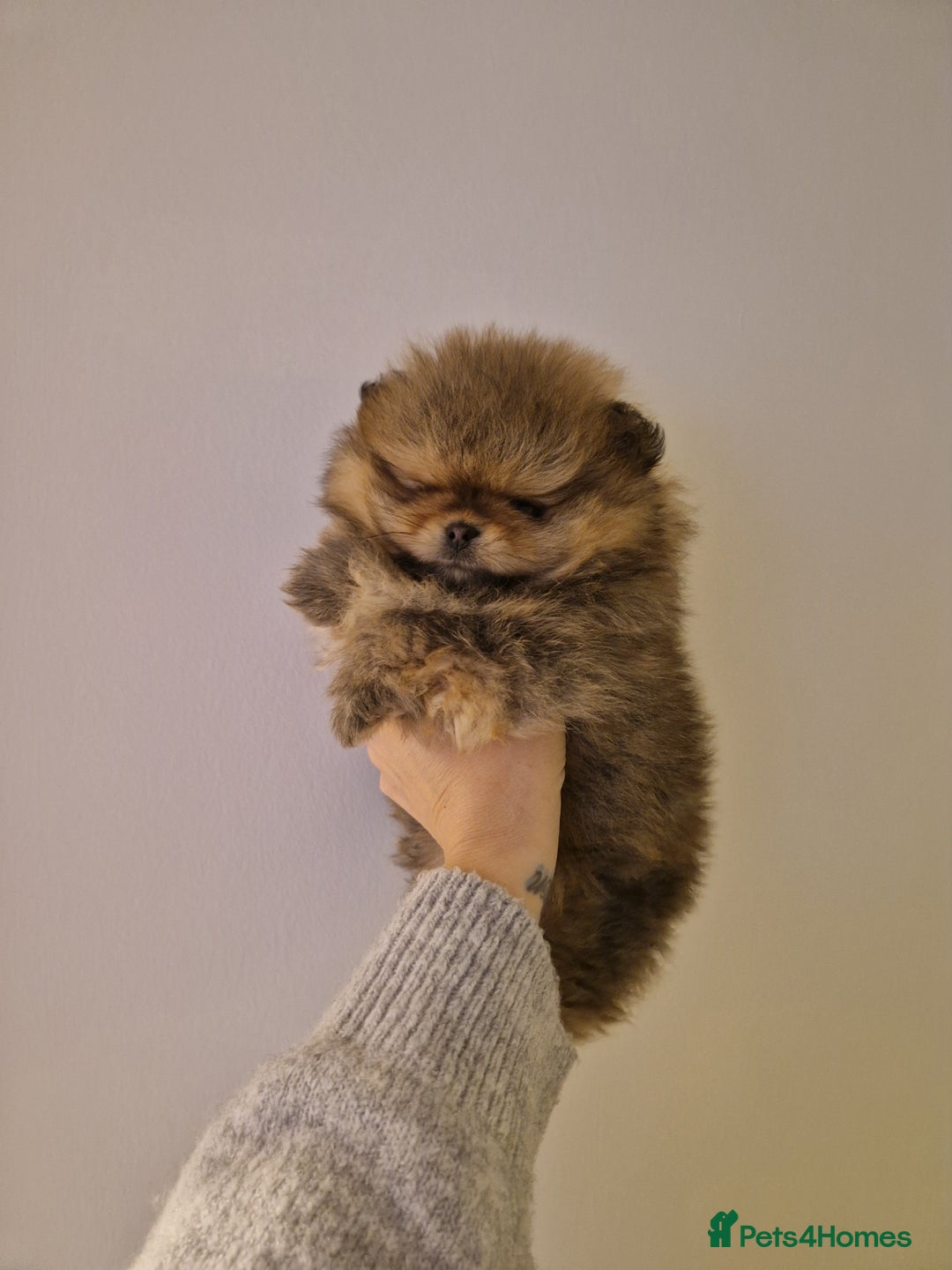 Pomeranian dogs for sale: **SOLD** KC Reg Pom– Orange Sable Boy - Advert 2