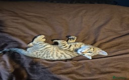 Mixed Breed cats for sale: Adorable Kittens - £150 (Reduced) - Image 7
