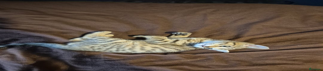 Tabby Kitten