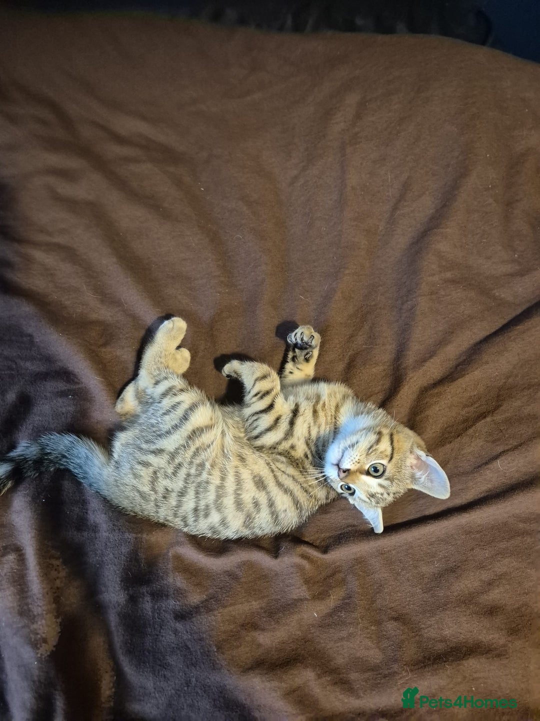 Mixed Breed cats for sale: Adorable Kittens - £150 (Reduced) - Image 7