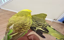 Budgerigars birds for sale: Budgies with cage - Advert 9