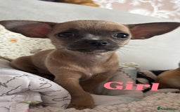 Chihuahua dogs for sale: Cute Chihuahua Pups - Image 5